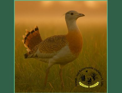 Einladung zum Vortrag über Großtrappe & Rebhuhn am 29.03.2026